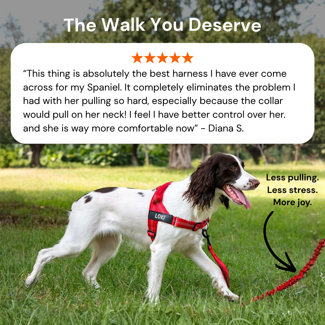 ParoPet No-Pull Dog Harness